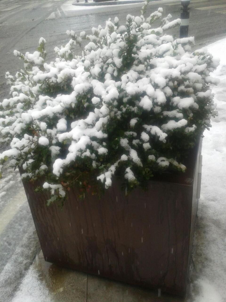 Alex E Angie Hotel Бергамо Екстериор снимка Snow on a boxwood